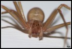 Aracnofobia... Aracnofobia...