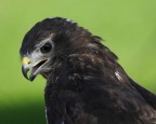 rapace rapace