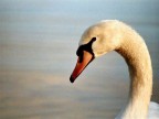 CIGNO LIBERO.... CIGNO LIBERO....