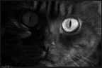 BlackCatEye BlackCatEye