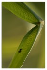 discesa discesa