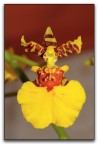 micro orchidea 2 micro orchidea 2