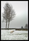 Prima nevicata Prima nevicata