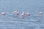Flamingo Flamingo