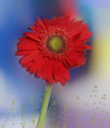 un fiore casalingo