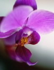 Orchidea Orchidea