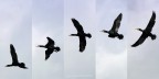 Cormorano in volo Cormorano in volo