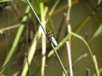 libellula azzurra libellula azzurra