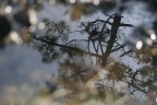 riflesso .. riflesso ..