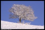solo in mezzo alla neve