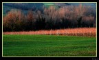 Campo Campo