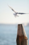 FLY AWAY FLY AWAY