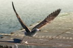 Take Off Take Off