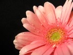 gerbera in black gerbera in black