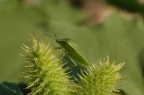 Macro Macro