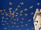 Sotto il cielo di Assisi! Sotto il cielo di Assisi!