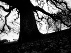 Quercia Vallonea #2 Quercia Vallonea #2
