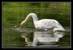 Cigno Cigno