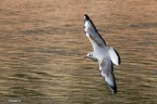 volo radente volo radente