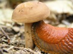 lumaca affamata lumaca affamata