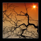 venature venature