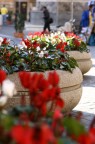 Fiori colori Fiori colori