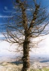 Albero sul vuoto Albero sul vuoto