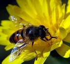 Una delle mie "prime"macro