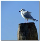 Voglia d'oceano..attoII�