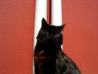 Another cat in the wall (part 4) Another cat in the wall (part 4)
