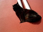 Another cat in the wall (part 2) Another cat in the wall (part 2)