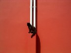 Another cat in the wall (part 1) Another cat in the wall (part 1)