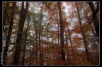 Autunno Autunno