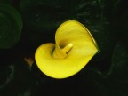 gialla calla gialla