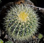 spinosamente geometrica