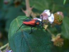 ancora rosso ancora rosso