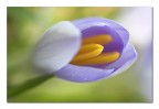 Flou flower Flou flower