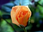 macro macro