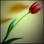 Tulips Tulips
