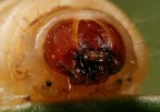 larva del miele larva del miele