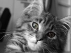 gatto gatto