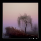 l'albero l'albero