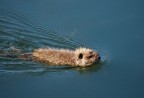 Cucciolo di nutria