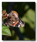 Batterfly 7