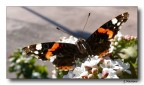 Batterfly 13