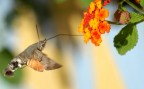 macroglossa stelatatum macroglossa stelatatum
