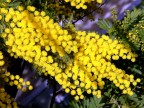 Mimosa Mimosa