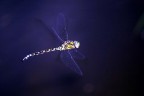 Libellula Libellula