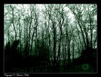 Ghost in the trees... Ghost in the trees...