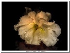 white flower white flower